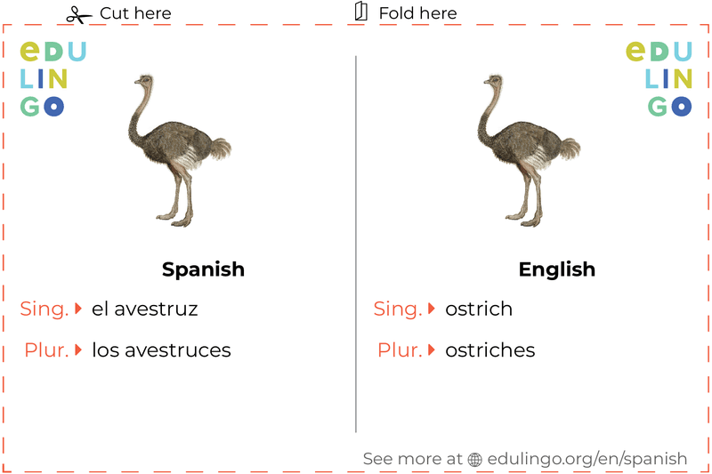 Ostrich in Spanish vocabulary flashcard for printing, practicing and learning