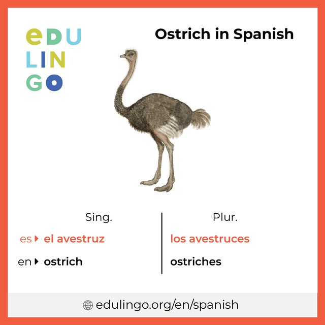 Ostrich in Spanish vocabulary picture with singular and plural for download and printing