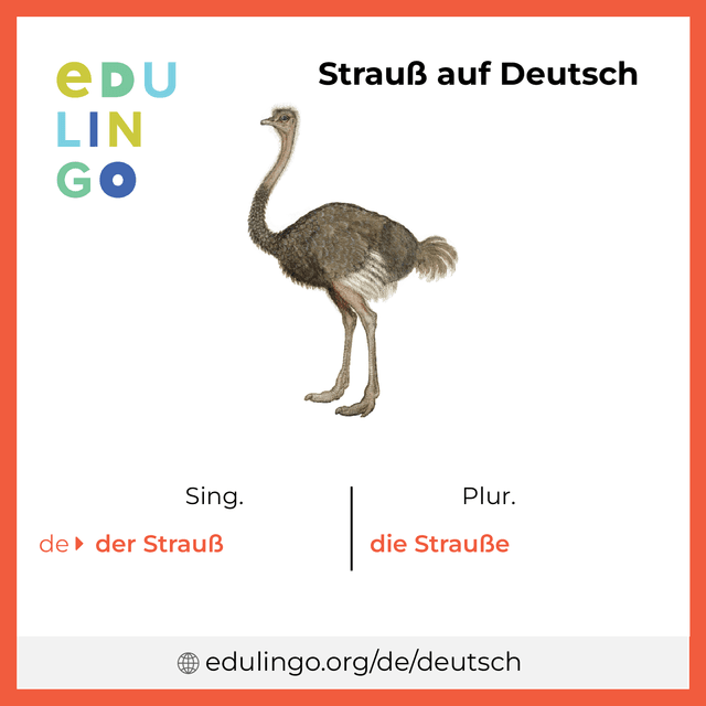 Strauß auf Deutsch Vokabelbild mit Singular und Plural zum Herunterladen und Ausdrucken