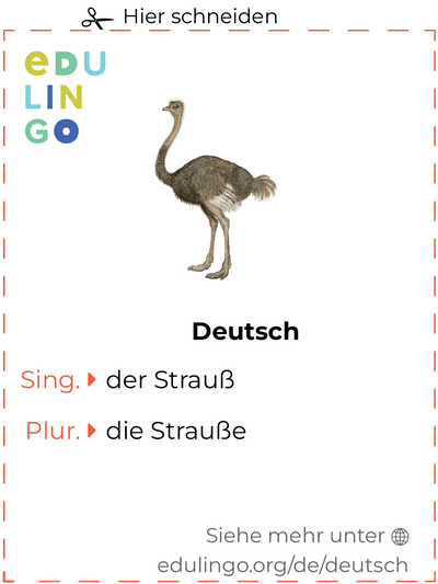 Strauß auf Deutsch Vokabelkartei zum Ausdrucken, Üben und Lernen