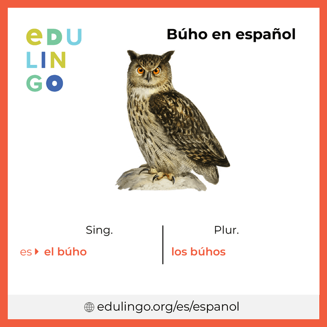 Imagen de vocabulario Búho en español con singular y plural para descargar e imprimir