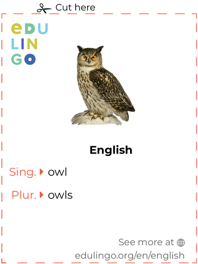 Owl in English vocabulary flashcard for printing, practicing and learning
