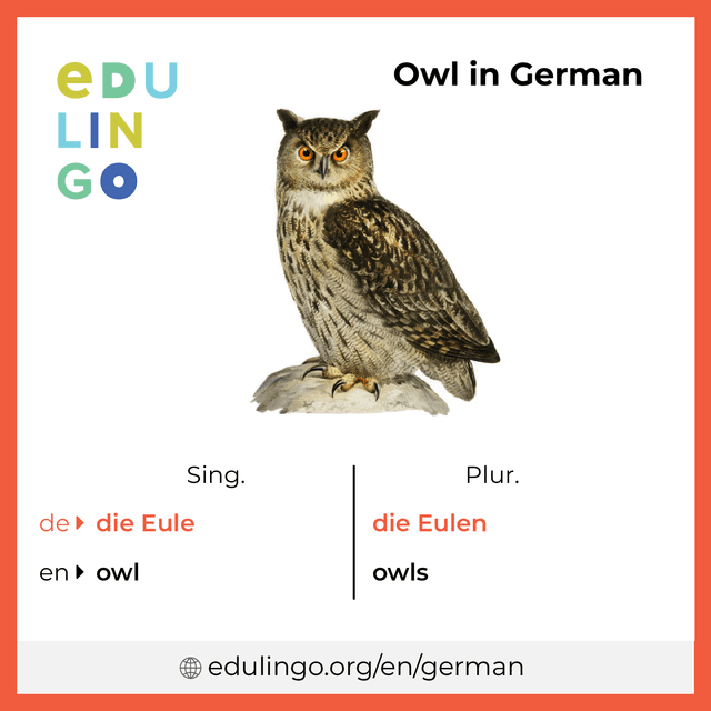 Owl in German vocabulary picture with singular and plural for download and printing