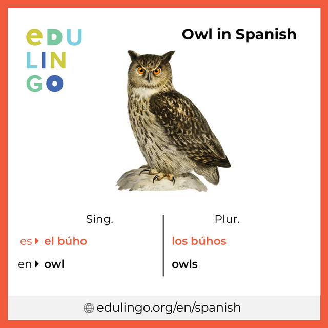 Owl in Spanish vocabulary picture with singular and plural for download and printing