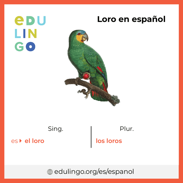 Imagen de vocabulario Loro en español con singular y plural para descargar e imprimir