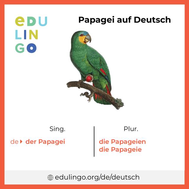 Papagei auf Deutsch Vokabelbild mit Singular und Plural zum Herunterladen und Ausdrucken