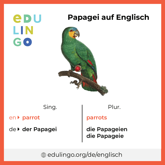 Papagei auf Englisch Vokabelbild mit Singular und Plural zum Herunterladen und Ausdrucken