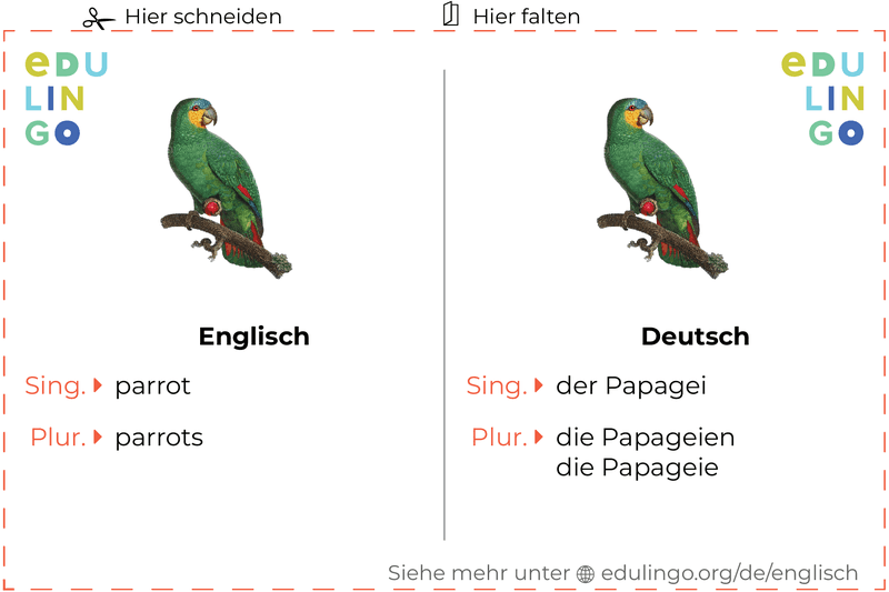 Papagei auf Englisch Vokabelkartei zum Ausdrucken, Üben und Lernen