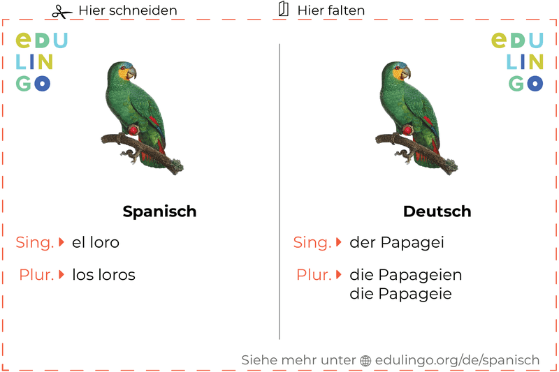 Papagei auf Spanisch Vokabelkartei zum Ausdrucken, Üben und Lernen