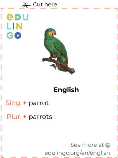 Parrot in English vocabulary flashcard for printing, practicing and learning