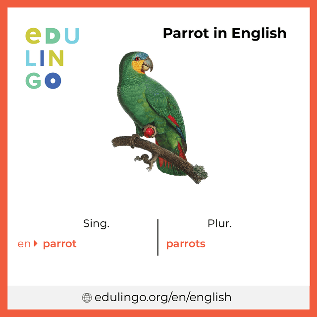 Parrot in English vocabulary picture with singular and plural for download and printing