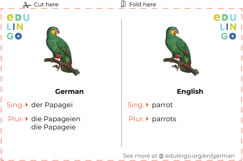 Parrot in German vocabulary flashcard for printing, practicing and learning