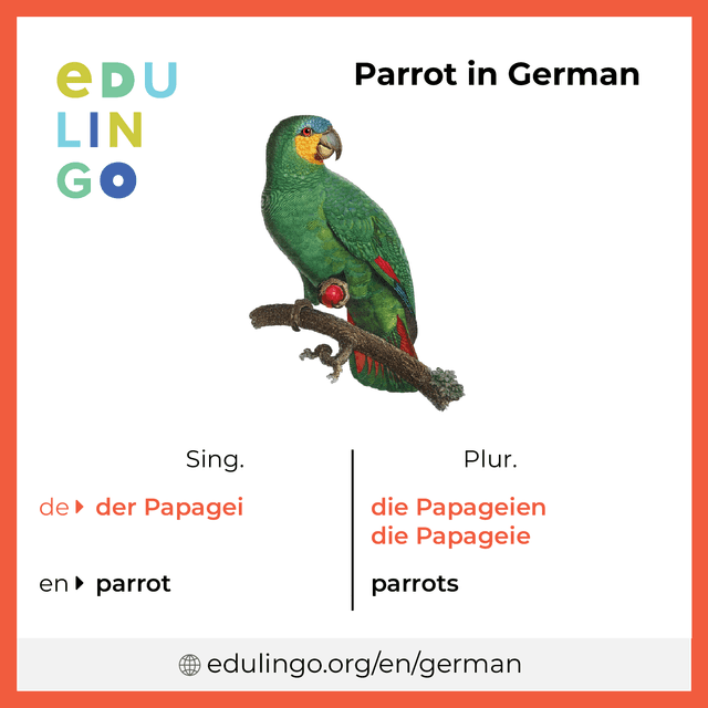 Parrot in German vocabulary picture with singular and plural for download and printing