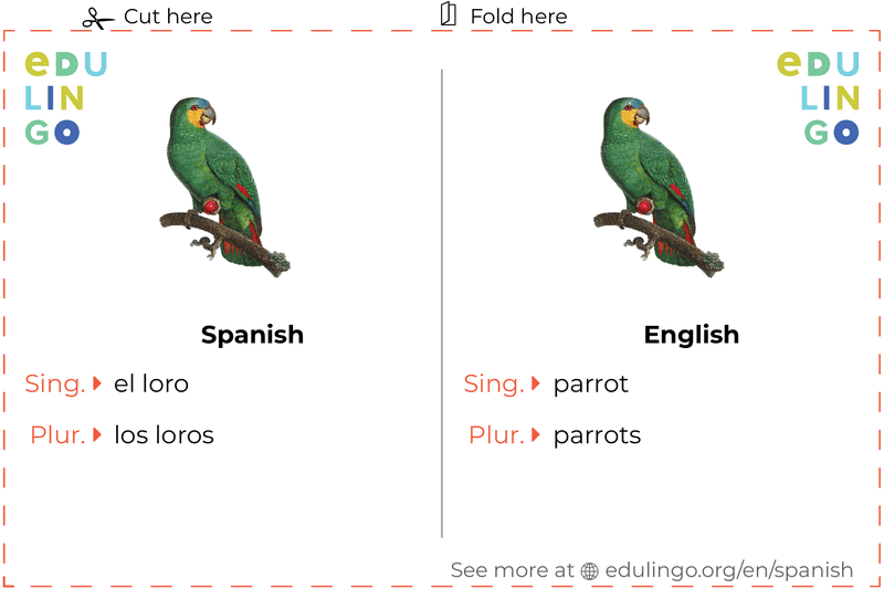 Parrot in Spanish vocabulary flashcard for printing, practicing and learning
