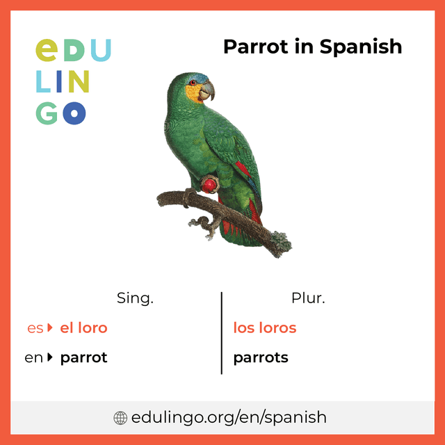 Parrot in Spanish vocabulary picture with singular and plural for download and printing