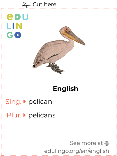 Pelican in English vocabulary flashcard for printing, practicing and learning