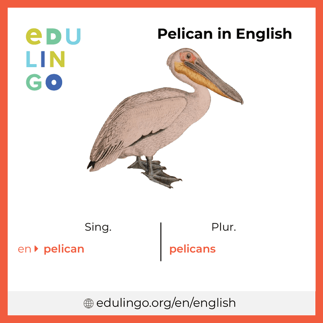 Pelican in English vocabulary picture with singular and plural for download and printing