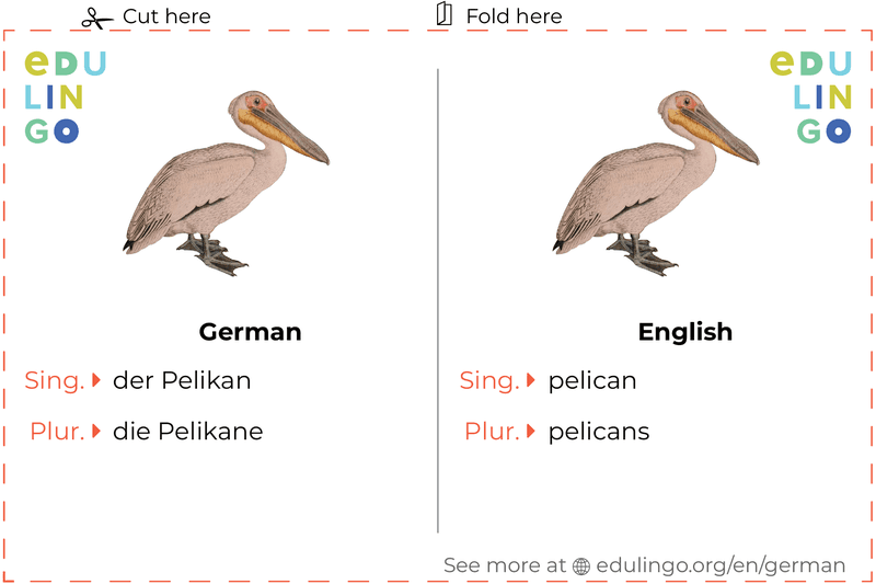 Pelican in German vocabulary flashcard for printing, practicing and learning