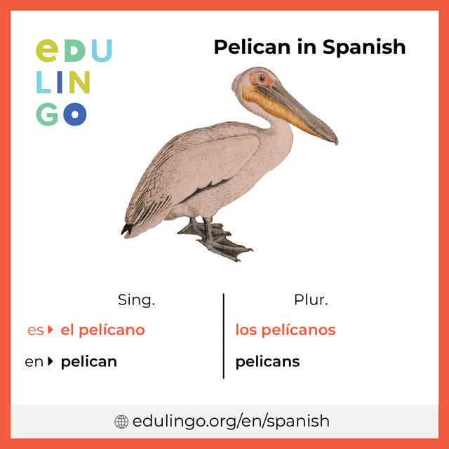 Pelican in Spanish vocabulary picture with singular and plural for download and printing