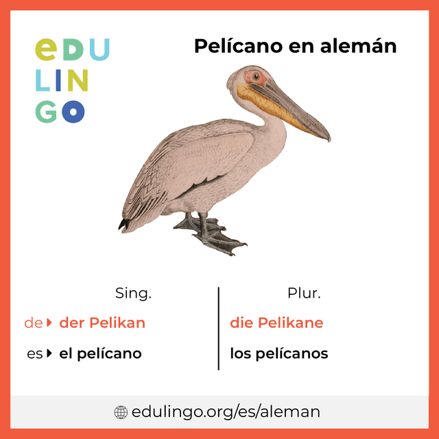 Imagen de vocabulario Pelícano en alemán con singular y plural para descargar e imprimir