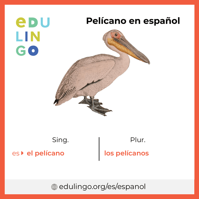 Imagen de vocabulario Pelícano en español con singular y plural para descargar e imprimir