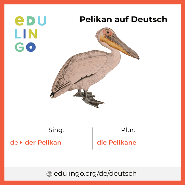 Pelikan auf Deutsch Vokabelbild mit Singular und Plural zum Herunterladen und Ausdrucken