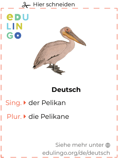 Pelikan auf Deutsch Vokabelkartei zum Ausdrucken, Üben und Lernen