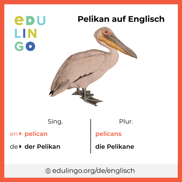 Pelikan auf Englisch Vokabelbild mit Singular und Plural zum Herunterladen und Ausdrucken