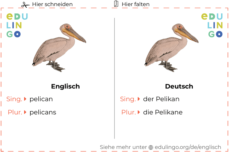 Pelikan auf Englisch Vokabelkartei zum Ausdrucken, Üben und Lernen