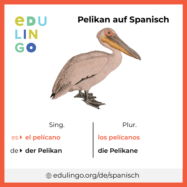 Pelikan auf Spanisch Vokabelbild mit Singular und Plural zum Herunterladen und Ausdrucken