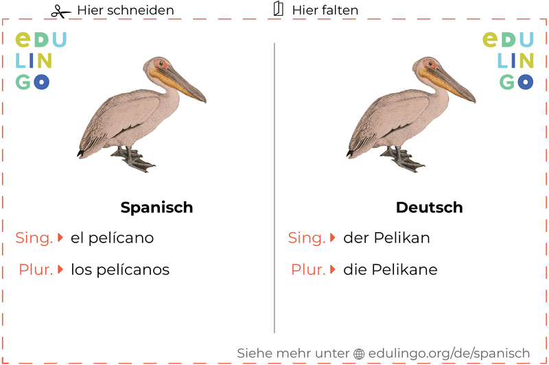 Pelikan auf Spanisch Vokabelkartei zum Ausdrucken, Üben und Lernen