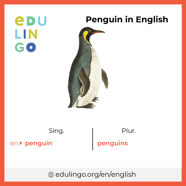Penguin in English vocabulary picture with singular and plural for download and printing