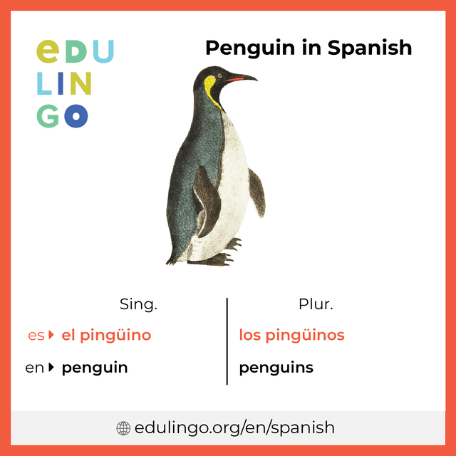 Penguin in Spanish vocabulary picture with singular and plural for download and printing