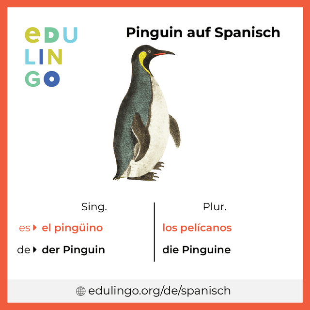 Pinguin auf Spanisch Vokabelbild mit Singular und Plural zum Herunterladen und Ausdrucken
