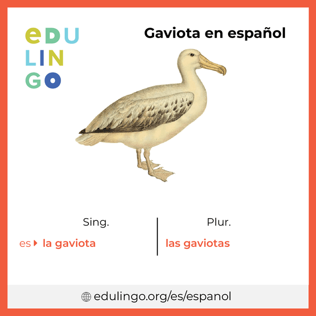 Imagen de vocabulario Gaviota en español con singular y plural para descargar e imprimir