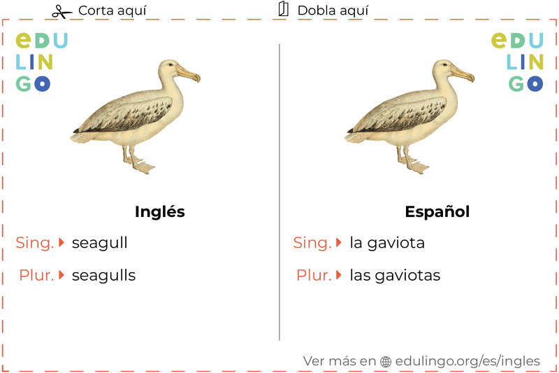 Ficha de Vocabulario Gaviota en inglés para imprimir, practicar y aprender