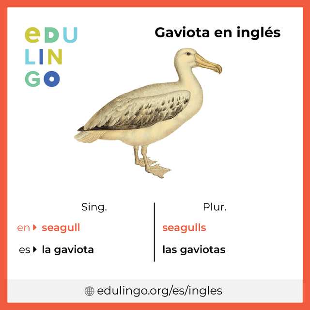 Imagen de vocabulario Gaviota en inglés con singular y plural para descargar e imprimir
