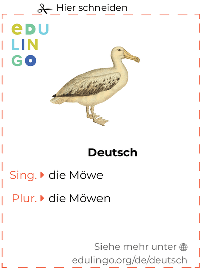 Möwe auf Deutsch Vokabelkartei zum Ausdrucken, Üben und Lernen