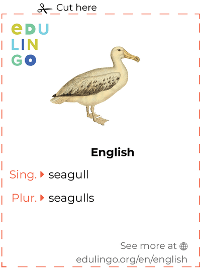 Seagull in English vocabulary flashcard for printing, practicing and learning