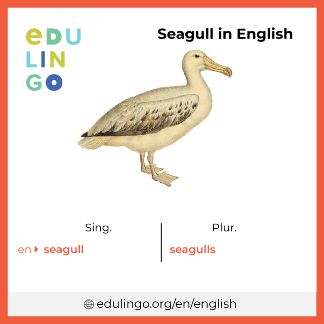 Seagull in English vocabulary picture with singular and plural for download and printing