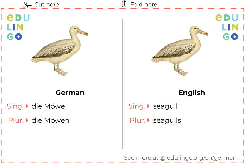 Seagull in German vocabulary flashcard for printing, practicing and learning