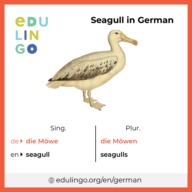 Seagull in German vocabulary picture with singular and plural for download and printing