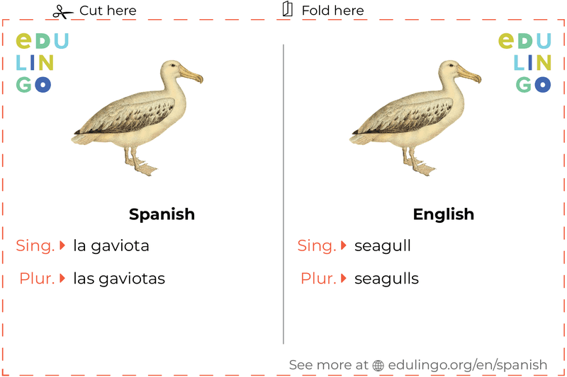 Seagull in Spanish vocabulary flashcard for printing, practicing and learning