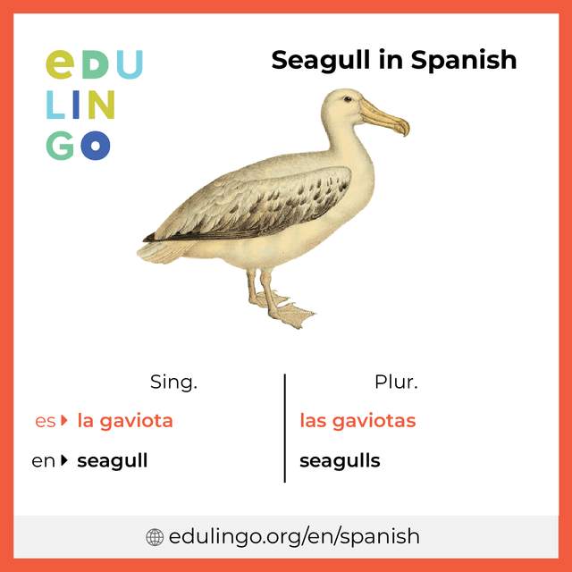 Seagull in Spanish vocabulary picture with singular and plural for download and printing