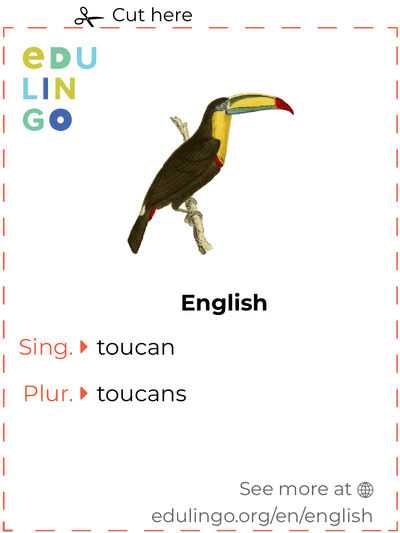Toucan in English vocabulary flashcard for printing, practicing and learning