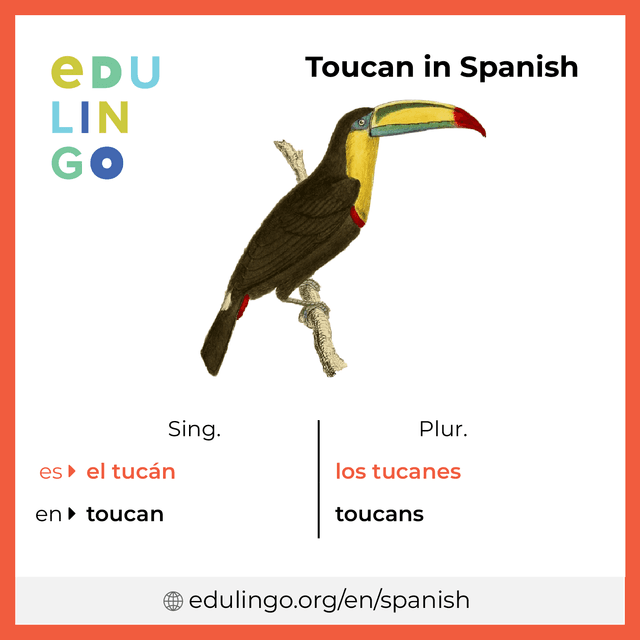 Toucan in Spanish vocabulary picture with singular and plural for download and printing