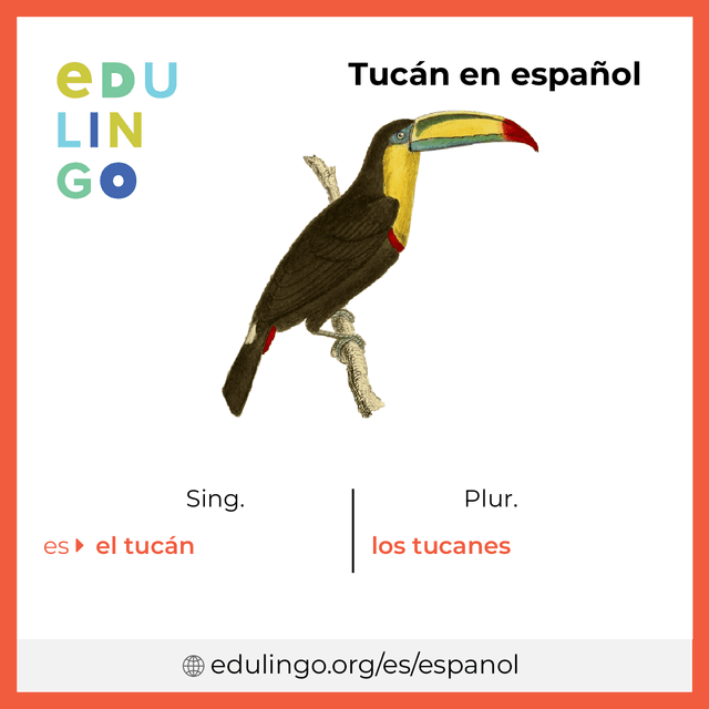 Imagen de vocabulario Tucán en español con singular y plural para descargar e imprimir