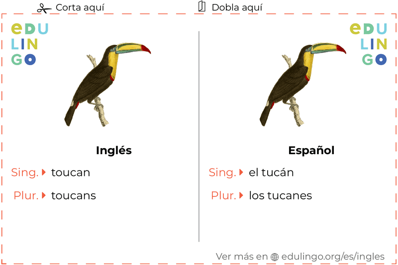 Ficha de Vocabulario Tucán en inglés para imprimir, practicar y aprender