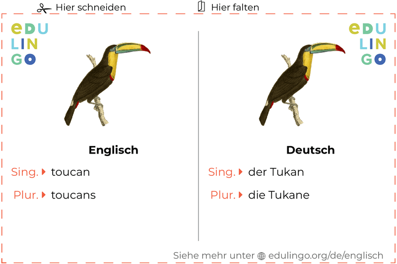 Tukan auf Englisch Vokabelkartei zum Ausdrucken, Üben und Lernen