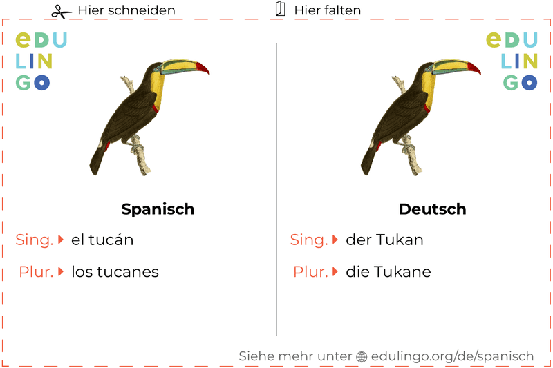 Tukan auf Spanisch Vokabelkartei zum Ausdrucken, Üben und Lernen